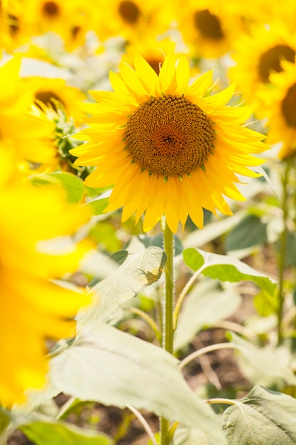 Coloured sunflower picture