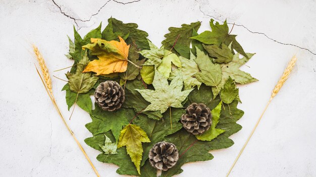 Colourful leaves with cones and wheat