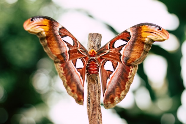 Colourful moth on a branch