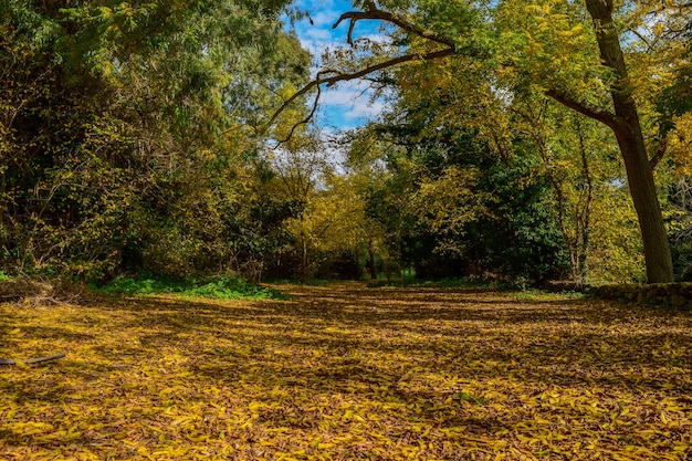 秋の色。黄金色と茶色の葉が木々の下の地面を覆っています。