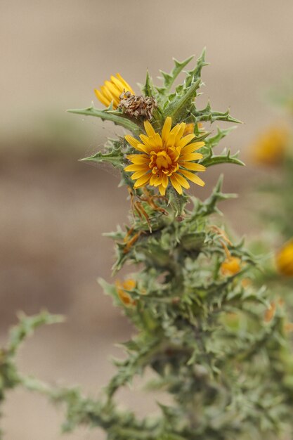 Colymus hispanicus, the Spainish oyster-thistle , the common golden thistle,