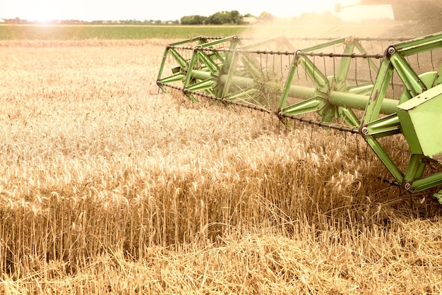 Combine harvester working in wheat field