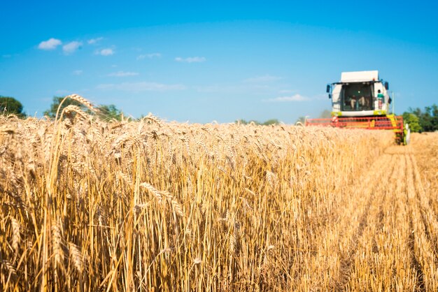 Combine harvester working in the wheat field