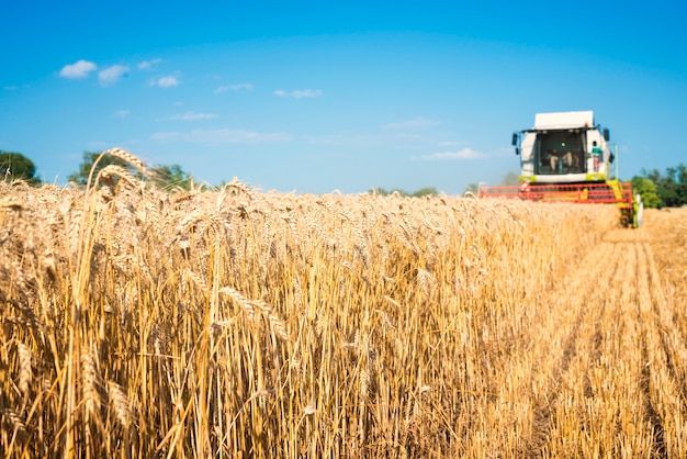 Комбайн в поле пшеницы
