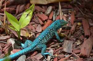 Free photo common aruban whiptail lizard in a brilliant shade of blue