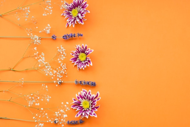 Common baby's-breath; chrysanthemum and lavender flower on an orange background