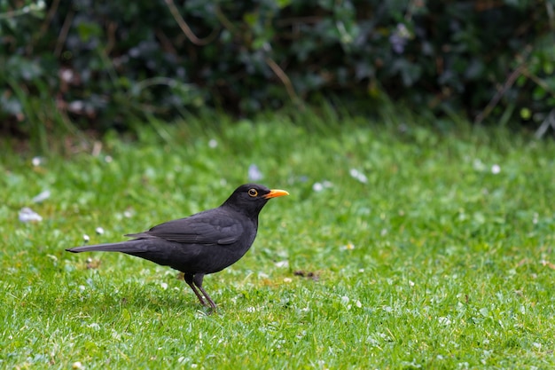 Common blackbird standing on the grassy ground