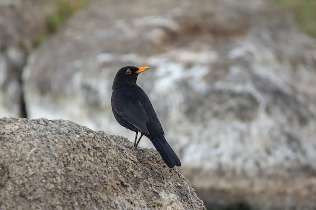 Common Blackbird standing on a rock
