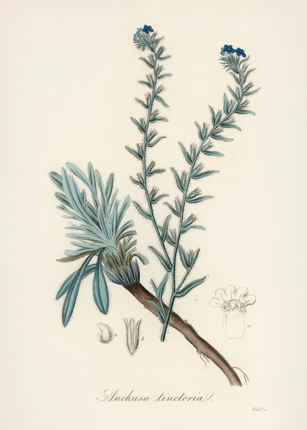 免费照片常见的牛舌草(anchusa tinctoria)插图从药用植物学(1836)