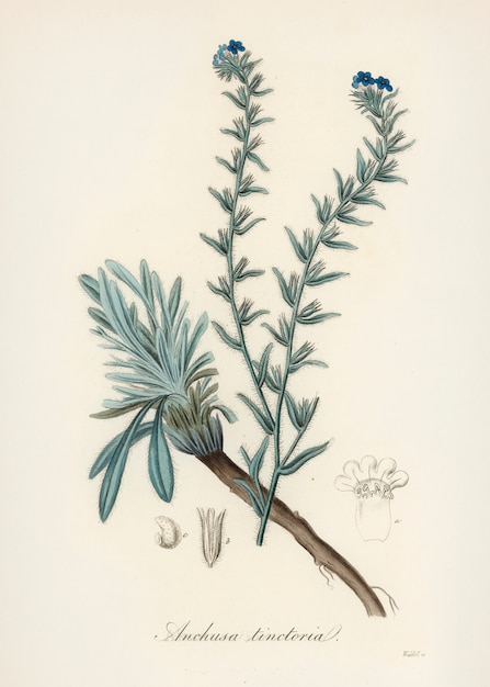 Общий блеск (Anchusa tinctoria) Иллюстрация из медицинской ботаники (1836)