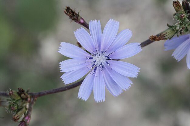 Цикорий обыкновенный, Cichorium intybus, цветок, Мальта, Средиземноморье,