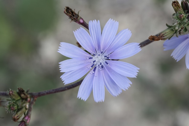 一般的なチコリ、Cichorium intybus、花、マルタ、地中海、