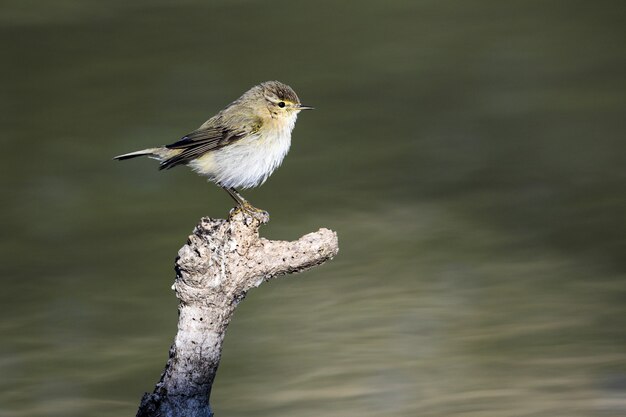 Шутка обыкновенная, Phylloscopus collybita