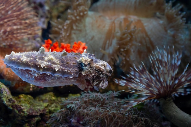 common cuttlefish swimming on the seabed among coral reefs closeup