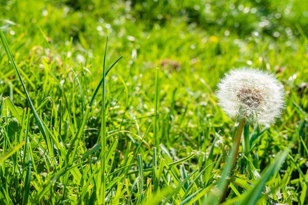 common dandelion in the green grass