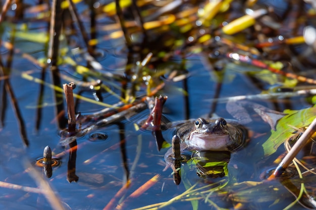 A common frog lies in the water in a pond during mating time at spring.