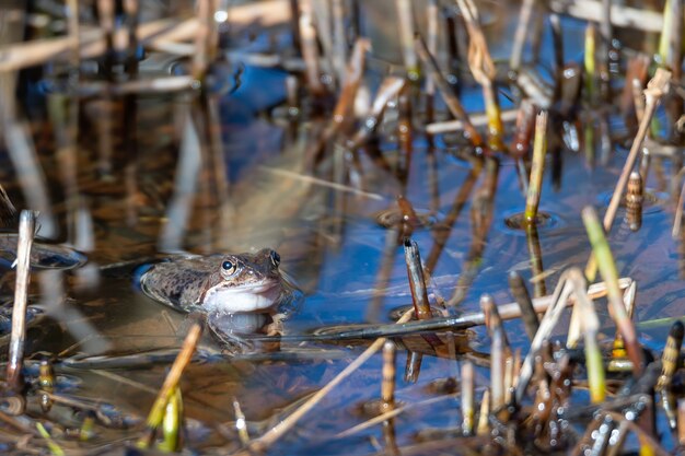 A common frog lies in the water in a pond during mating time at spring.