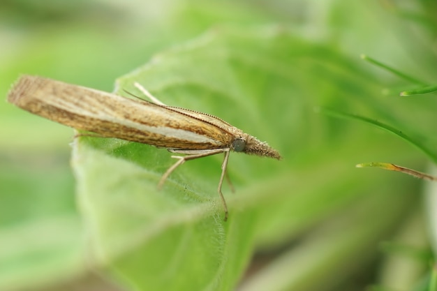 녹색 식물 사이에 숨겨진 일반적인 잔디 베니어판(Agriphila tristella)