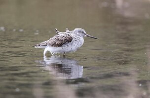 common greenshank on spring migration at stop over is resting prior to continuing its migration.