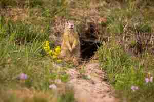 Foto gratuita scoiattolo di terra comune sul prato fiorito. suslik europeo. spermophilus citellus. animale selvatico nell'habitat naturale. piccolo parco nel mezzo della città frenetica.