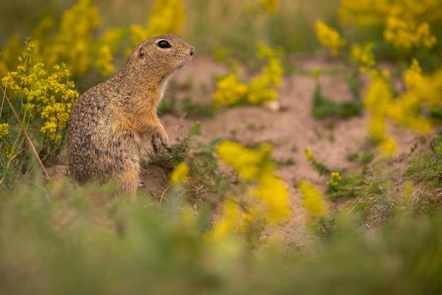 Common ground squirrel on blooming meadow. European suslik. Spermophilus citellus. Wildlife animal in the nature habitat. Little park in the middle of the rush city.