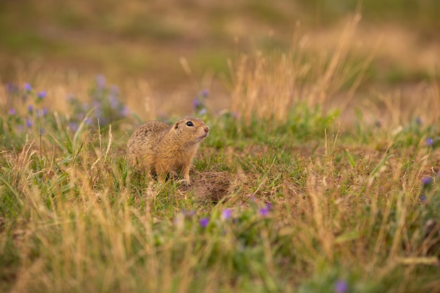 Common ground squirrel on blooming meadow. European suslik. Spermophilus citellus. Wildlife animal in the nature habitat. Little park in the middle of the rush city.