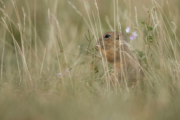 common ground squirrel on blooming meadow european suslik spermophilus citellus