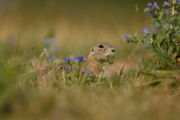 common ground squirrel on blooming meadow european suslik spermophilus citellus