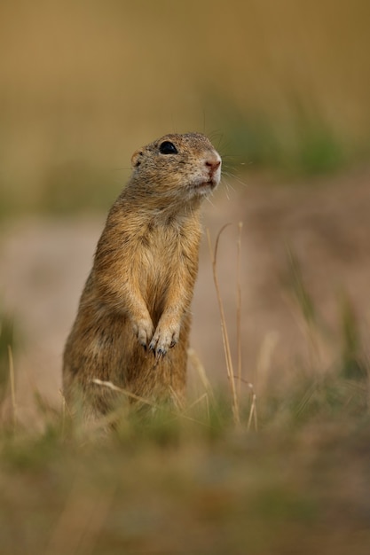 обыкновенный суслик на цветущем лугу европейский суслик spermophilus citellus