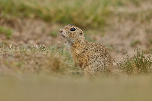 обыкновенный суслик на цветущем лугу европейский суслик spermophilus citellus