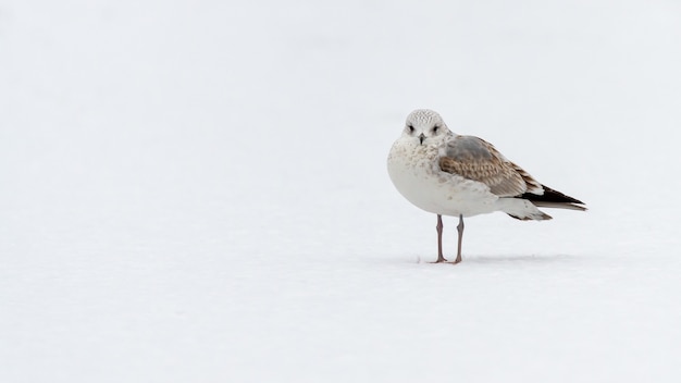 Обыкновенная чайка, стоящая на снегу