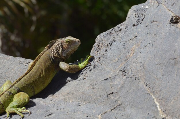Common iguana peaking over the edge of a rock in Aruba.