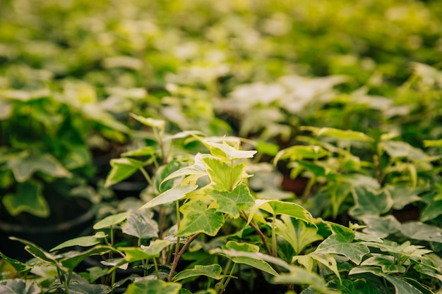 Common ivy plant in the botanical garden