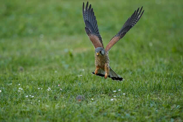 일반적인 황조롱이. Falco tinnunculus 작은 새들의 먹이