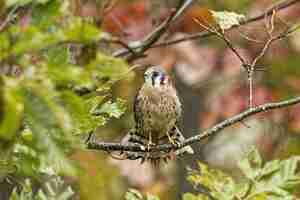 Free photo common kestrel standing on a tree branch under the sunlight with a blurry background