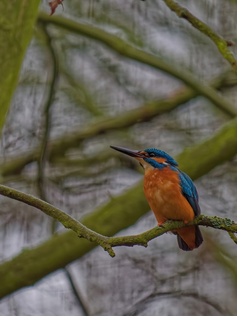 Common kingfisher in a branch