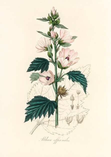 Common marshmallow (Althea officinalis) illustration from Medical Botany (1836)