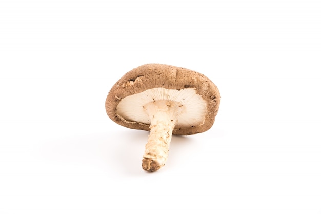 Common mushroom on white background