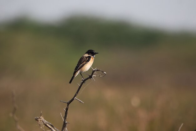 Common myna bird perched on a tree branch