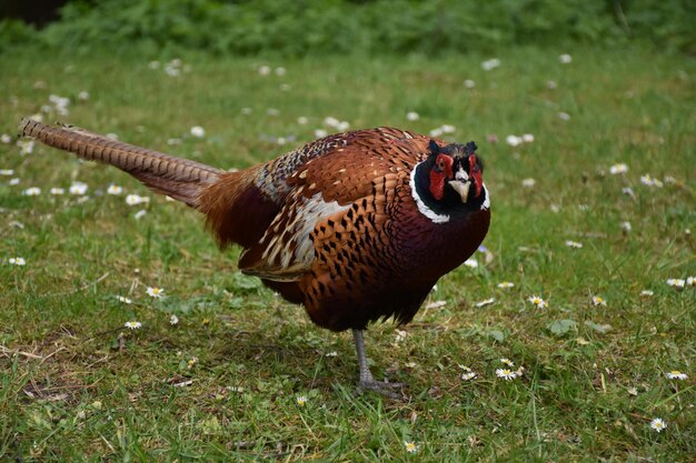 Обыкновенный фазан, стоящий на лужайке в Англии.