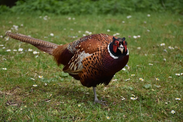 Common pheasant standing in a grass clearing in England.