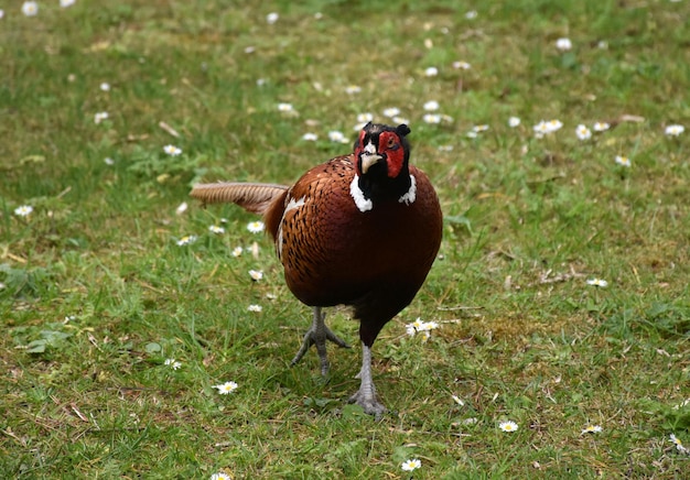 Common Pheasant Walking Forward in Grassy Area