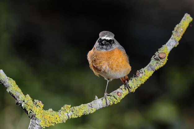 シロビタイジョウビタキPhoenicurusphoenicurus、マルタ、地中海