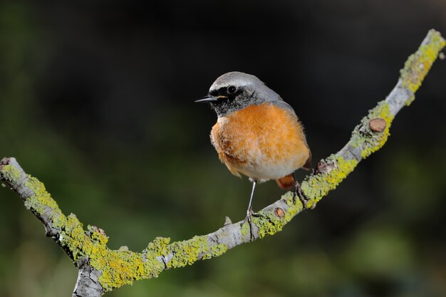 일반적인 redstart Phoenicurus phoenicurus, 몰타, 지중해