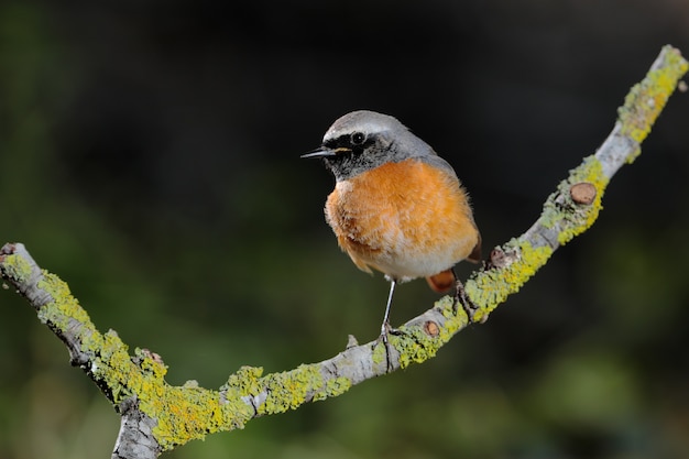 シロビタイジョウビタキPhoenicurusphoenicurus、マルタ、地中海