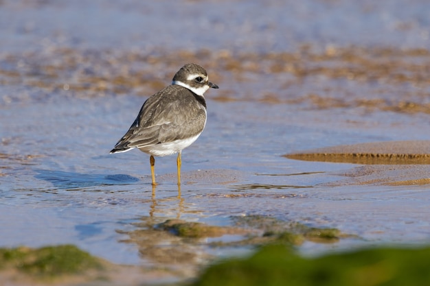 Common ringed plover resting on the beach