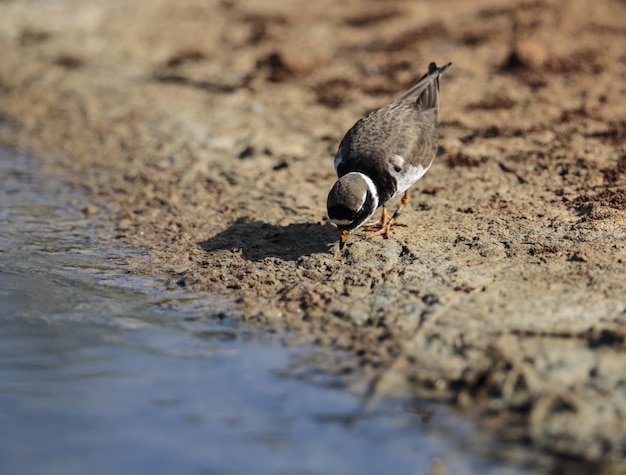 Common ringed plover on rocks