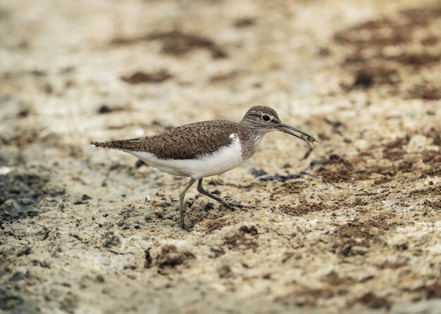 Common sandpiper, Actitis hypoleucos