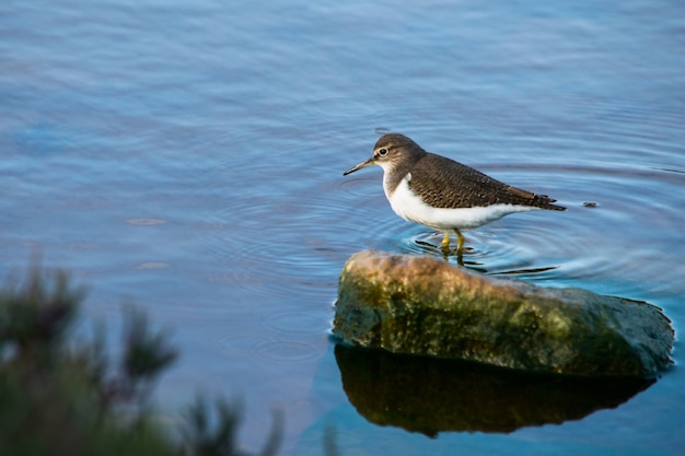 A common sandpiper bird, long beak brown and white, walking through brackish water in Malta