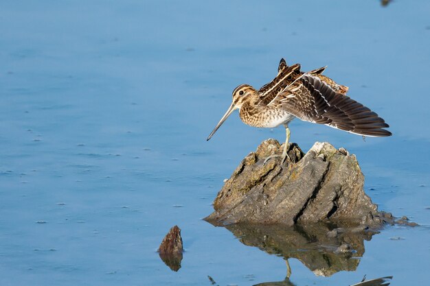 Common snipe perched on a rock by the sea at daytime